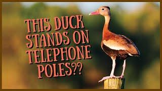 Black-bellied Whistling Duck: Everything you need to know | Call/Sound, Hunting, Flying, Babies