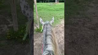 Cindy Riding Dancer