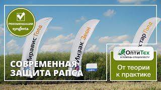 Современная защита рапса продуктами Сингента