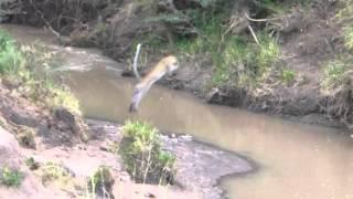 Female Leopard jumping a river in Masai Mara