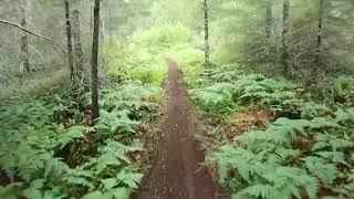 Riding Pacific Northwest Single Track on a YZ250, Rippin!