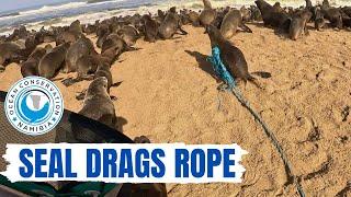 Seal Drags Rope