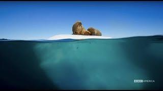 Planet Earth: Blue Planet II | Radiohead & Hans Zimmer - (ocean) bloom | BBC America