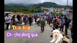 Trực tiếp chợ chó bắc hà 9/6 chợ rất nhiều chó đẹp/Bac Ha maket dog #bachatv #bachamaketdog