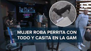 Mujer roba a perrita con todo y su casa de una cafetería en la GAM; la habían rescatado