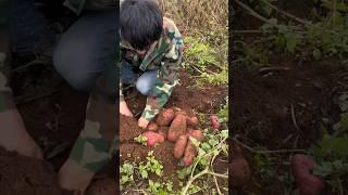 Many Red Potatoes Under One Tree  #shorts #youtubeshorts #shortvideo