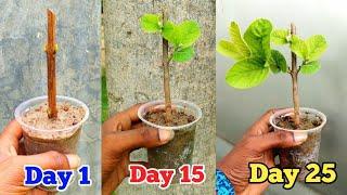 Growing Guava tree from cutting | Easy Way to Grow Guava plant From Cutting