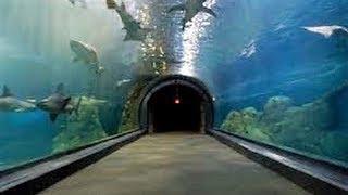 CAMDEN ADVENTURE AQUARIUM EXPERIENCE - NJ New Jersey Travel Tour Guide Zoo Shark Sharks