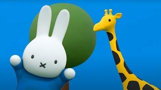 Miffy and the Giraffe | Miffy | New Series! | Miffy's Adventures Big & Small