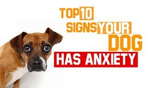 Top Ten Signs Your Dog Has Anxiety Issues