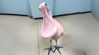 Roseate Spoonbill  The Pink Bird You Never Heard Of!