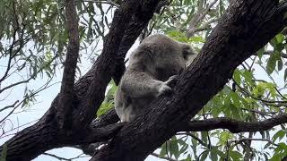 Koalas auf Magnetic Island in Australien