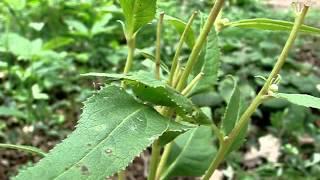 Wild Indigo Dustywing, Erynnis baptisiae, pupa