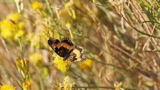 Butterfly Flying Away From A Flower free video clip from amazing videos