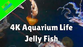 4K Underwater, Jelly Fish Aquarium Relaxing ASMR