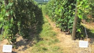 Improving Phomopsis Management in Grape Vineyards — FGNtv