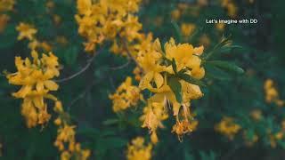 Flower Fields #naturalflowers #flowers #beautifulnature #softmusic #musicvideo