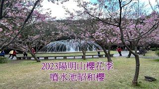 2023-2 台北 2023陽明山櫻花季 噴水池櫻花(昭和櫻)