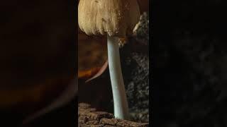 Mushroom timelapse