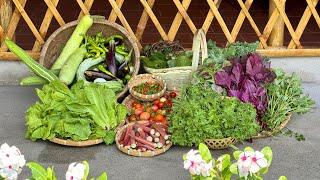 Harvest tomatoes, red okra, amaranth, lettuce, chili peppers, spinach, snake gourd, eggplant