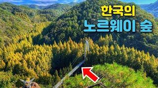 Must-Visit Metasequoia Forest Trail in South Korea | Day Trip by Public Transport