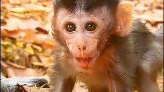 Baby monkeys being targeted by male monkeys / オス猿に狙われた赤ちゃん猿 monpai monyet