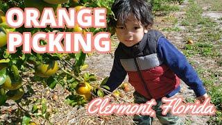  2022 ORANGE Picking in Clermont, Florida/ WALKING TOUR of a Citrus Farm