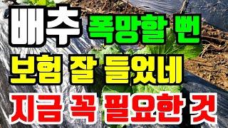 배추 폭망할뻔 보험은 꼭 들어야해요. 지금 꼭 필요한것