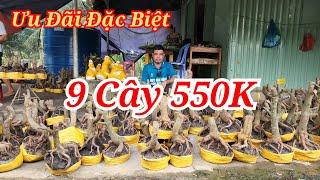  DUY 0384834321 MAI PHÔI ĐẾ ĐẸP ƯU ĐÃI ĐẶC BIỆT 9 CÂY 550K BAO SHIP 11/11/2024 | Bến Tre Ơi