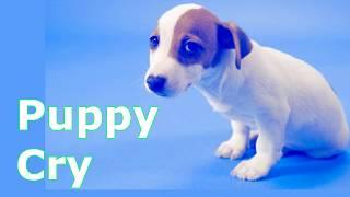 Puppy Crying Sound   ~ Dog Crying Sound Effect to Stimulate Your Dog