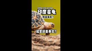 印度星龟 Indian Star Tortoise | 很容易死？谣言还是事实？