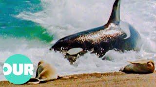 The Life Of Captive Killer Whales In The 1980s (Wildlife Documentary) | Our World