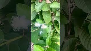 About Exotic Vietnami guvava variety in my farmhouse garden/ #terracegarden #shorts  #anjrural