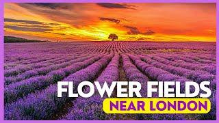 HOW TO VISIT MAYFIELD LAVENDER  |  LONDON |  ENGLAND | 4K