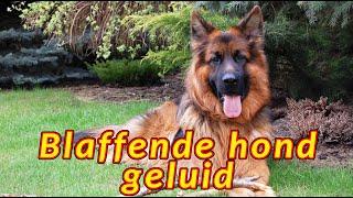 Blaffende hond  Avondgeblaf van een herdershond