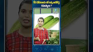 Keera Dosakaya Health Tips  | Cucumber Health Benefits | Telugu Popular TV Health