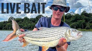 Catching MONSTER Tiger Fish in Zimbabwe with Live Tilapia - Watch How We Did It!