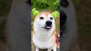 Top 10 Goobie Woobies (shibe edition)