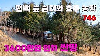 3600만원 인하 급매 싼땅! 편백 숲 농막 쉼터와 호두농장, 기반시설 완비 토지 매매 - 충남 부여군 위치 백문부동산 문소장