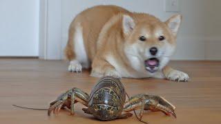 Shiba Inu Dog's Reaction to LIVE Lobsters