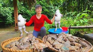 Catching Many Frogs Goes To Countryside Market Sell - Animals Care | Phuong Daily Harvesting