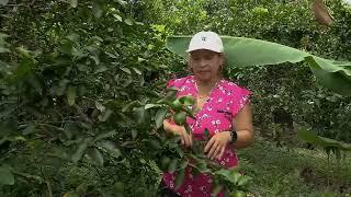 Cultivos asociados en pequeño espacio - La Finca de Hoy