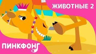 Верблюд — Вьючно-Вьючные Верблюды  | Песни про Животных | Пинкфонг Песни для Детей