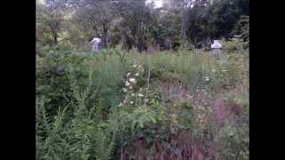 Forgotten Cemetery in Clinton County Indiana