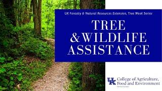 Tree Week: Tree and Wildlife Assistance