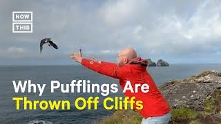 Why People Are Throwing Baby Puffins Off Cliffs in Iceland