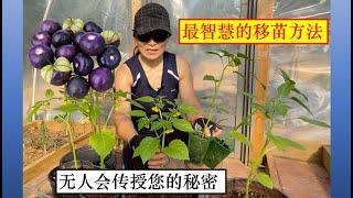 The best way to plant  tomatillos. 无人会传授你的最智慧的植物移栽和种植方法。紫色姑娘果的移栽。无底花盆种植的优越性。#家庭有机种植。