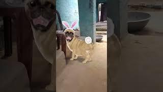 cute dog puppy dance  ‍    #funny #viral video #trending #animation #cute #dog lover #cartoon