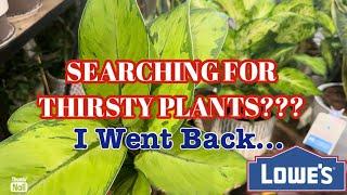 Big Box Plant Shopping & Haul || Transferring Plants From Soil to Water || Hydroponics Tips