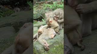 #monkey #shorts